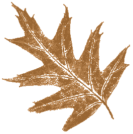 Oak Leaf